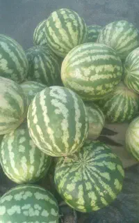هندوانه تایباد