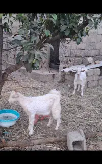 سلام ۲ عدد بز غاله سانن ۵ ماهه