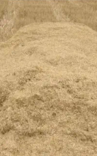کاه گندم در دلگان