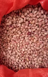 لوبیا چیتی