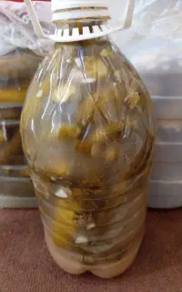 خیارشور
