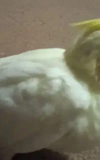 جوجه عروسی هلندی دون خور .سرلاکی .جفت مولد