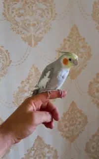 عروس هلندی نر
