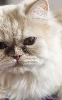 فروش گربه پرشین اسکاتیش