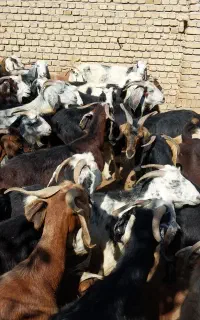 ۳۶ عدد بز چاق هم داشتی هم گوشتی