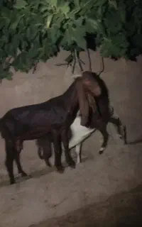 بز باکهر ماده