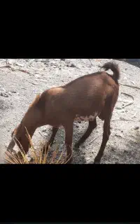 دوعدد چپشت