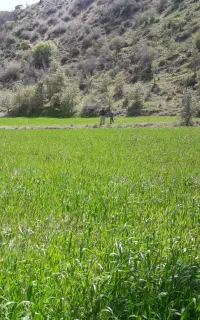کاه گندم