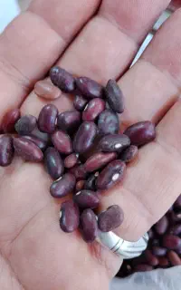 لوبیاقرمز اورکانیک