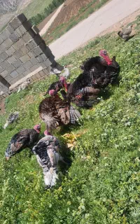 بوقلمون محلی