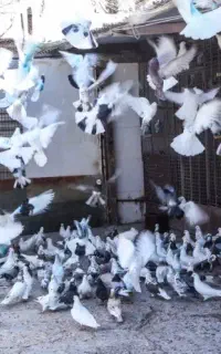 کبوتر