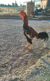 خروس لاری