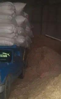 کاه گندم و کاه جو