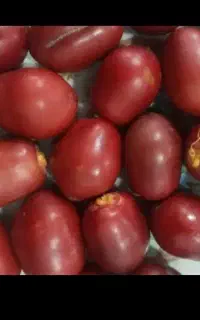 فروش خارک قرمز یوزی شیرین
