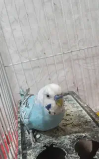 جفت مرغ عشق به همراه جوجه و دوعددجوجه عروس