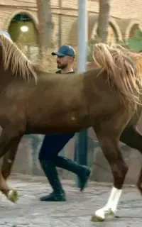 اجازه اسب برای مراسم وعکاسی بااسب  و فروش چندتااسب