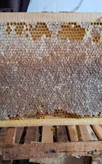 عسل ارگانیک درمانی