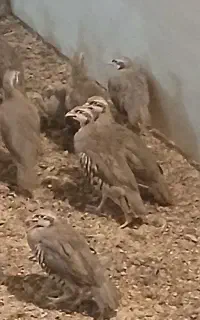 بلدرچین 3ماه نیمه