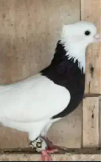 کبوتر