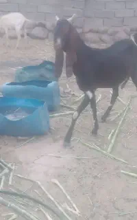 فروش گوسفند