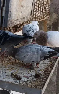ماده سار هفت رنگ کاکلی عطیقه لکه دار