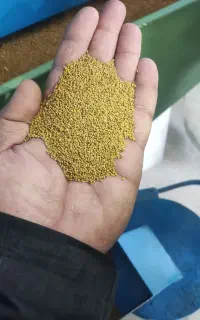 فروش بذر یونجه