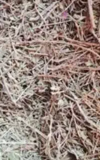 فروش چوب آویشن درجه یک