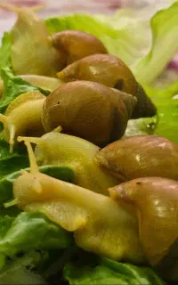 فروش ۲۰ عددحلزون طبی ۷الی ۱۲ سانت