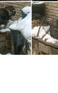 بوقلمون