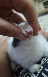 خرگوش بازیگوش