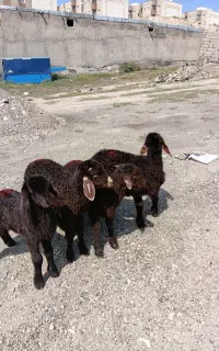۴عدد بره نروماده