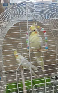 عروس هلندی