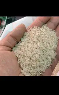 برنج ایرانی چمپا تضمینی با ضمانت پخت فقط۲۵۰۰تومان