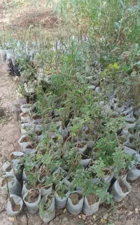نهال گل محمدی