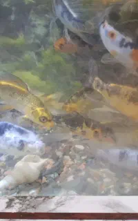 ماهی کوی باله دار.بدون باله
