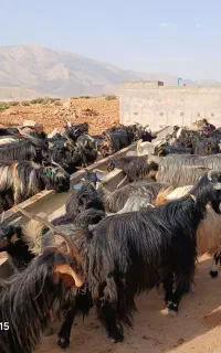 فروش فوری