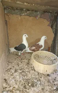 کبوتر دوکت کویتی