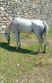 اسب نریان