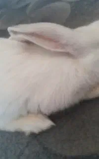 خرگوش
