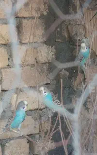 مرغ عشق