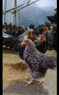 جوجه مرغ و خروس گلپایگانی