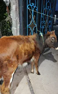 گاو لیشه