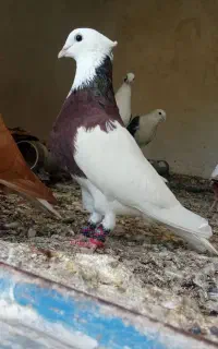 رنگع