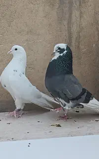 کفتر کفتر بازی