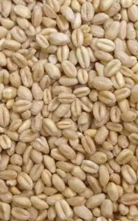 گندم ترابی