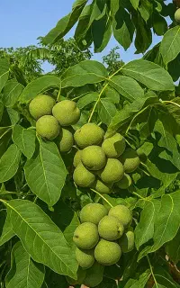 اجاره گیر باغ گردو ، ونصف نصف میگیریم  نصفا ای