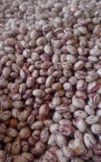 لوبیا چیتی لوکس