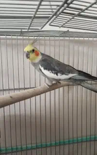 عروس هلندی نر
