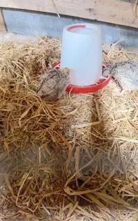 بلدرچین سفید