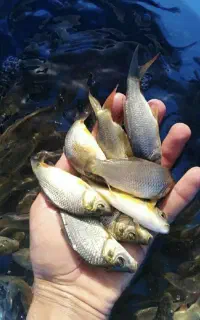 فروش بچه ماهی کپور